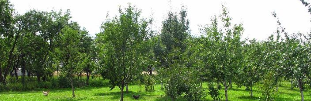 Ogród Działkowy Witaminka w Morawicy